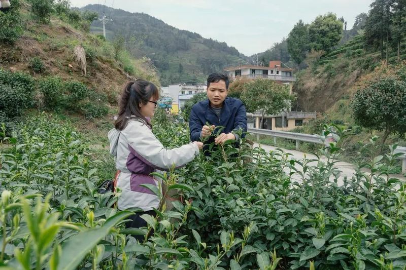 有关于保靖县政府办系统党员干部助力春茶采摘的信息(3)