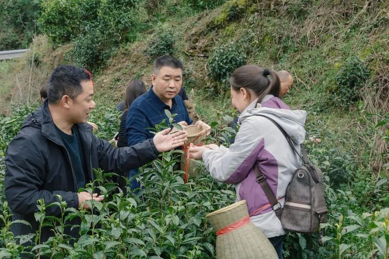 有关于保靖县政府办系统党员干部助力春茶采摘的信息(1)