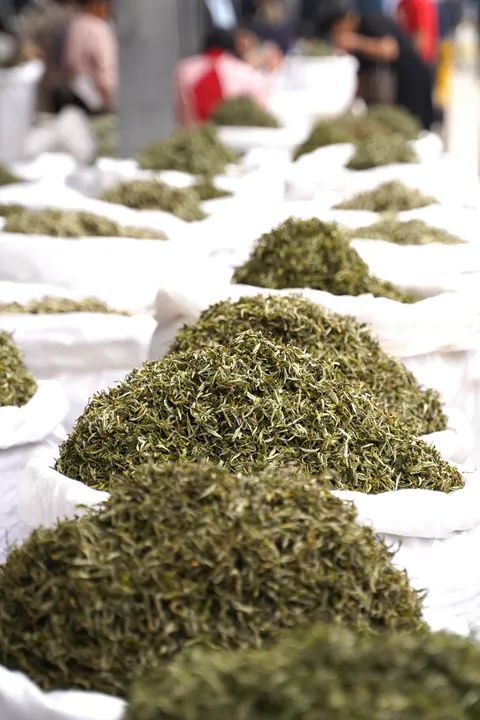 关于普洱国际茶城:春茶新上市 交易热起来的信息(6)