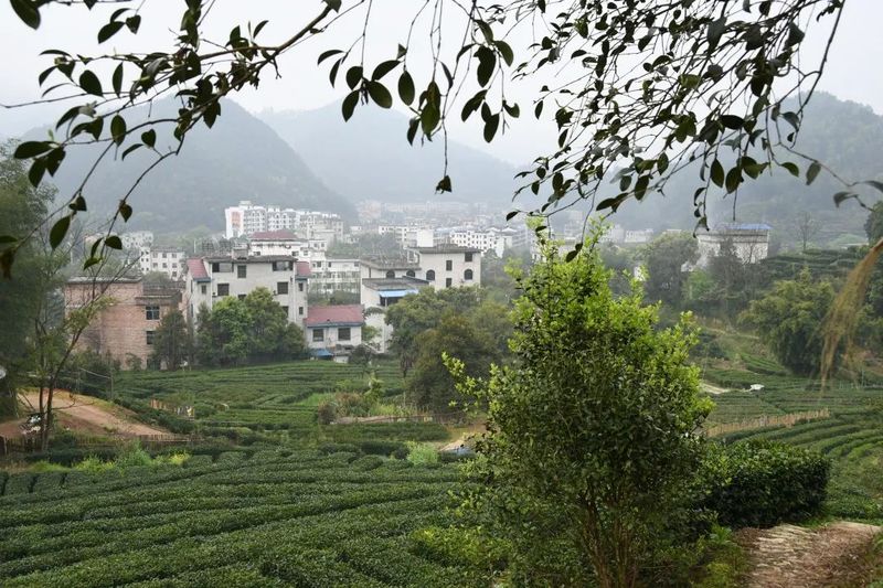 有关于赣鄱 · 茶情，各地齐发力 上下一心开“春”局的消息