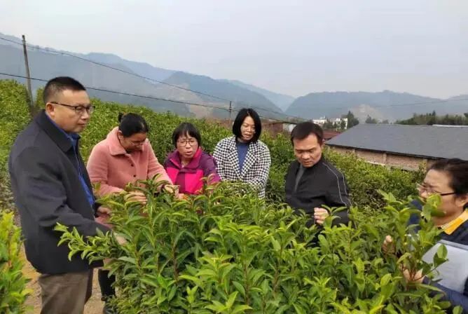 有关于赣鄱 · 茶情，各地齐发力 上下一心开“春”局的消息(1)