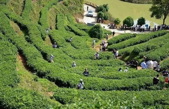 有关于赣鄱 · 茶情，各地齐发力 上下一心开“春”局的消息(10)
