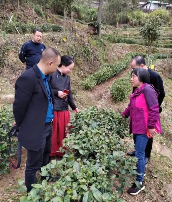 有关于赣鄱 · 茶情，各地齐发力 上下一心开“春”局的消息(2)