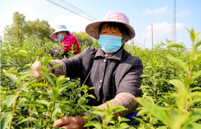关于南京:抗疫生产双发力 确保春茶早上市的最新消息