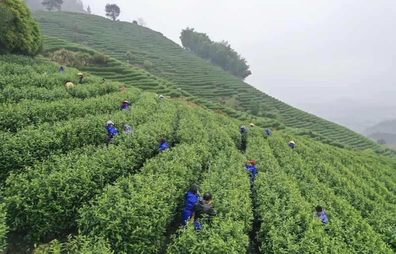 关于又到新茶飘香季!白地春茶正式开采啦的新闻(2)