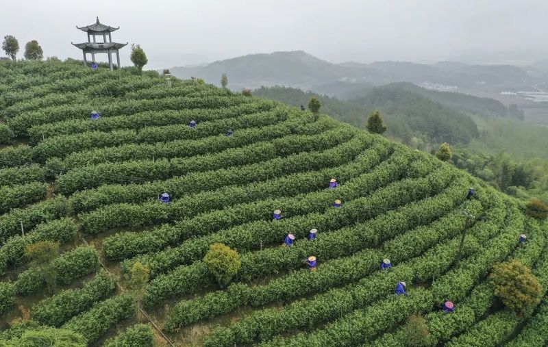 关于又到新茶飘香季!白地春茶正式开采啦的新闻