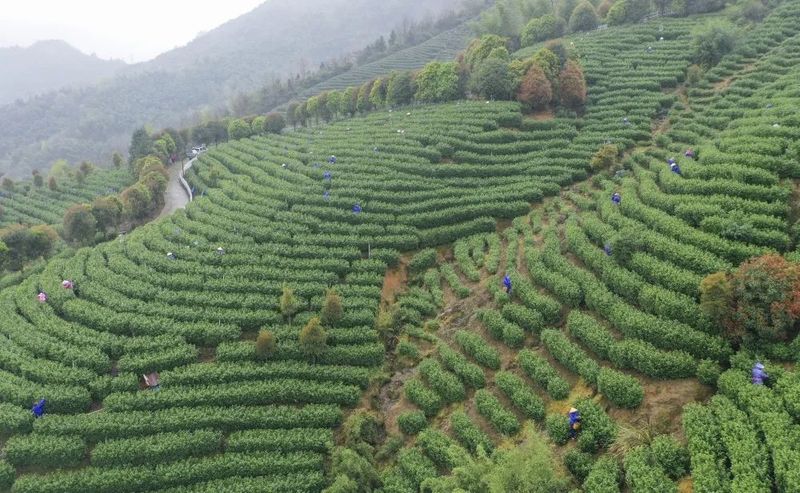 关于又到新茶飘香季!白地春茶正式开采啦的新闻(1)