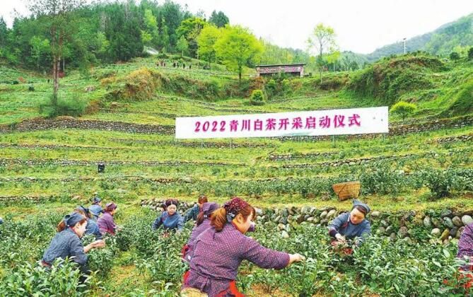 关于四川广元：青川“白叶一号”首次大规模采摘 第一杯茶敬“浙江亲人”的相关内容