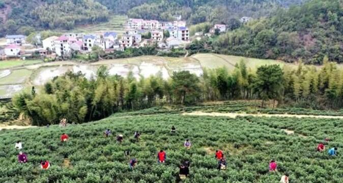关于江西:茶叶变茶“业” 富了村民美了生态的最新消息