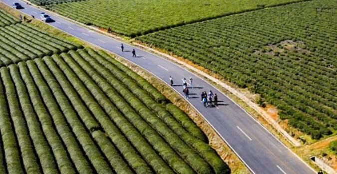 关于江西:茶叶变茶“业” 富了村民美了生态的最新消息(1)