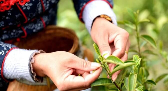关于江西:茶叶变茶“业” 富了村民美了生态的最新消息(2)