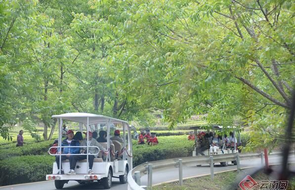 关于云南凤庆县安石村：以茶为媒 拓宽富民产业链的内容(4)