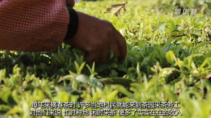 关于云南双柏：春茶开采绿意浓的新闻(3)