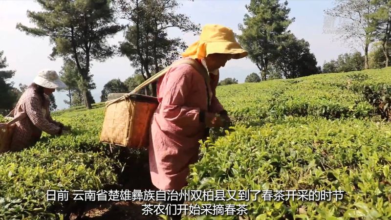 关于云南双柏：春茶开采绿意浓的新闻(2)