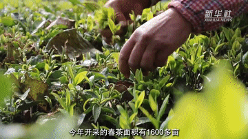 关于云南双柏：春茶开采绿意浓的新闻