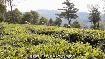 关于云南双柏：春茶开采绿意浓的新闻(1)