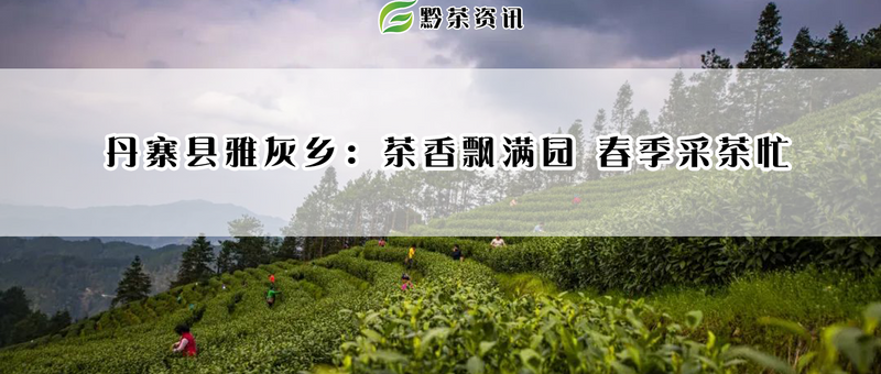 有关于丹寨县雅灰乡:茶香飘满园 春季采茶忙的内容