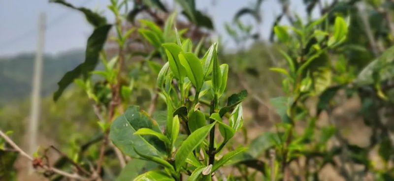 关于临沧春茶季:镇康县勐堆乡春茶飘香的相关信息(2)