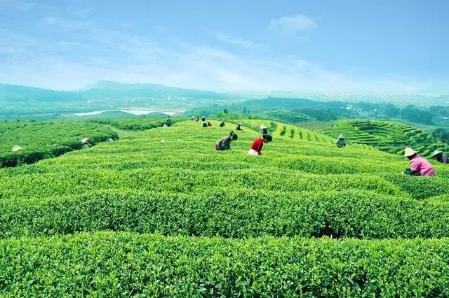 关于未来4年,湖北茶产业“高飞”应瞅准这3大方向的新闻(6)