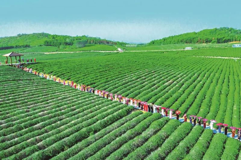 关于未来4年,湖北茶产业“高飞”应瞅准这3大方向的新闻(4)