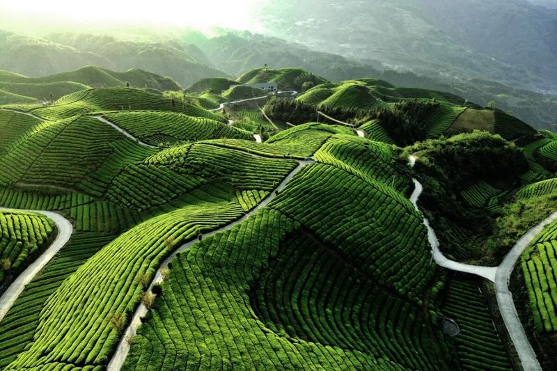 关于未来4年,湖北茶产业“高飞”应瞅准这3大方向的新闻(2)