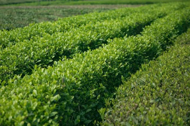 关于未来4年,湖北茶产业“高飞”应瞅准这3大方向的新闻