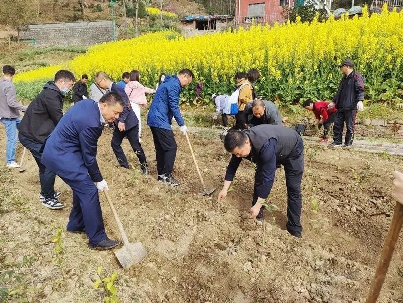 有关于春来人勤谱新绿 和风送暖留茶香——安康市农业农村局开展茶园补植补栽活动的新闻