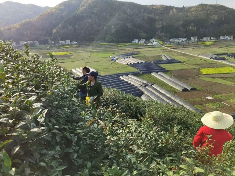 关于房县门古寺镇2022年春茶开采的新闻