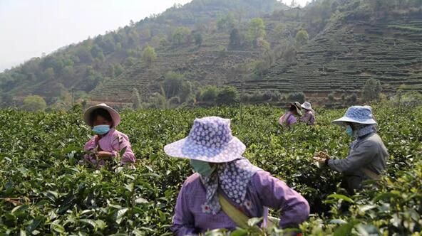 关于凤庆县洛党镇:三万多亩春茶开采的最新消息