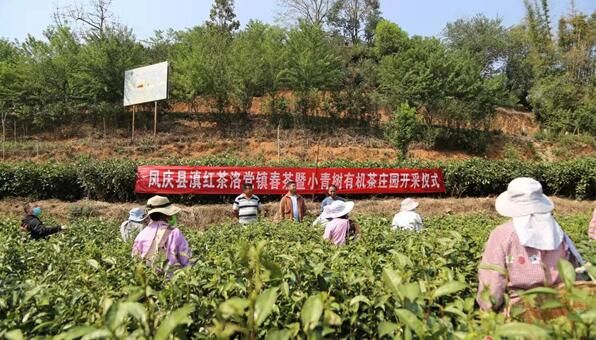 关于凤庆县洛党镇:三万多亩春茶开采的最新消息(1)