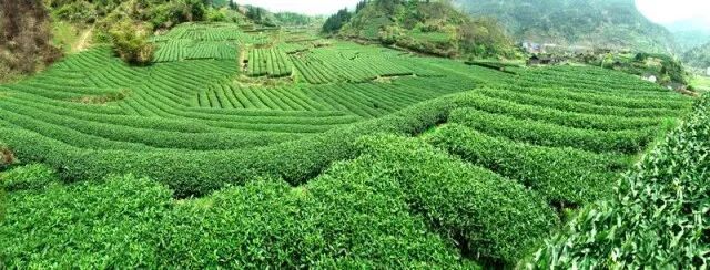 有关于湖湘名品，古丈毛尖：古今名茶，致富一方的最新消息(1)