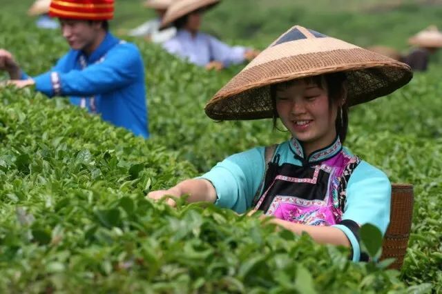 有关于湖湘名品，古丈毛尖：古今名茶，致富一方的最新消息