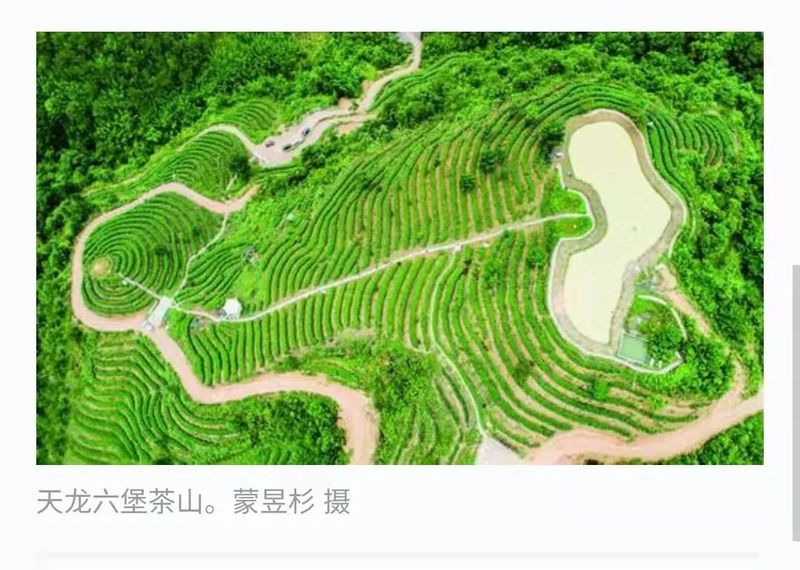 关于广西梧州：春暖大地六堡飘香 文艺赋能乡村振兴的消息(2)