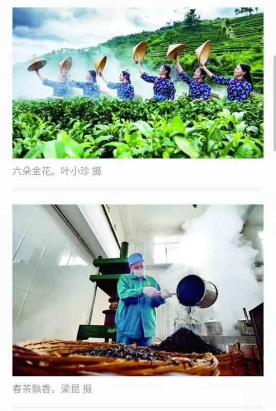 关于广西梧州：春暖大地六堡飘香 文艺赋能乡村振兴的消息