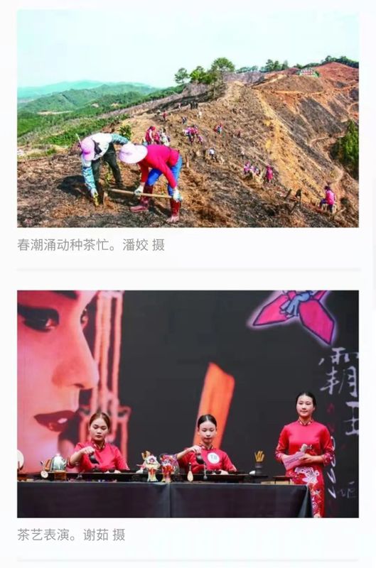 关于广西梧州：春暖大地六堡飘香 文艺赋能乡村振兴的消息(1)