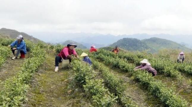 关于沿河思渠镇:好山好水出好茶 农民增收乐开花的内容(1)