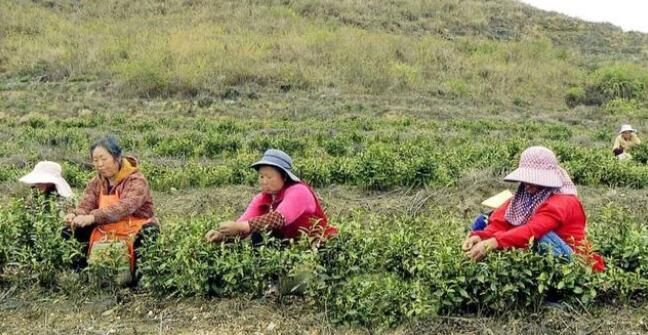 关于沿河思渠镇:好山好水出好茶 农民增收乐开花的内容(2)