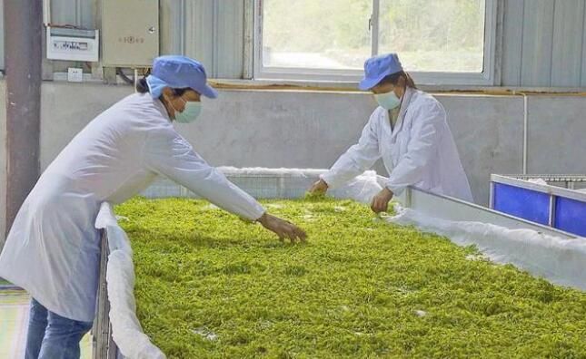关于沿河思渠镇:好山好水出好茶 农民增收乐开花的内容(3)