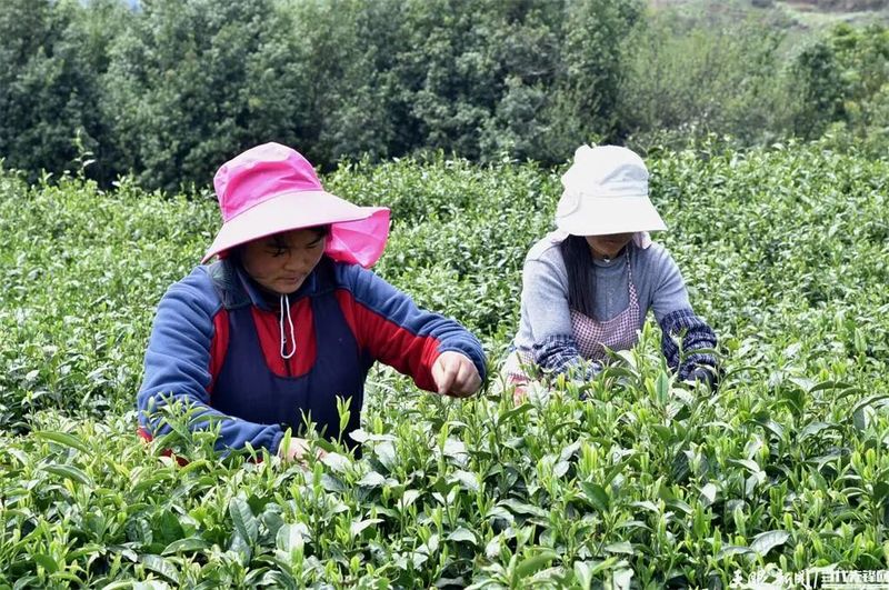 关于2022年贵州春茶产销第一期预报出炉的相关内容