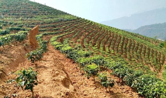 关于景谷勐班乡:走好茶叶改良“升级路”的相关内容