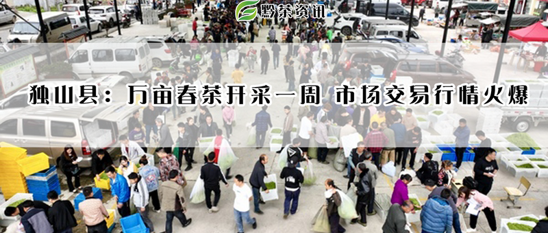 有关于独山县:万亩春茶开采一周,市场交易行情火爆的相关信息