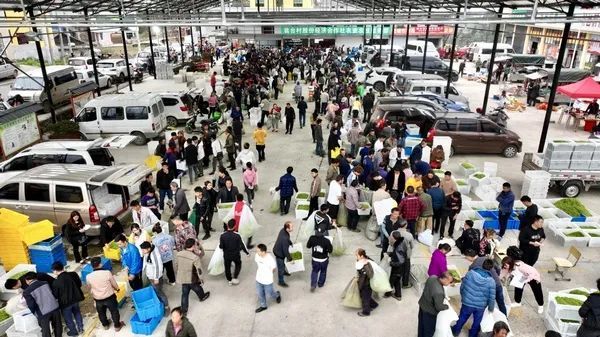 有关于独山县:万亩春茶开采一周,市场交易行情火爆的相关信息(5)