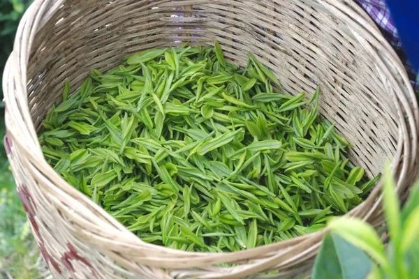 有关于独山县:万亩春茶开采一周,市场交易行情火爆的相关信息(3)