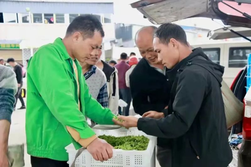 有关于独山县:万亩春茶开采一周,市场交易行情火爆的相关信息(7)