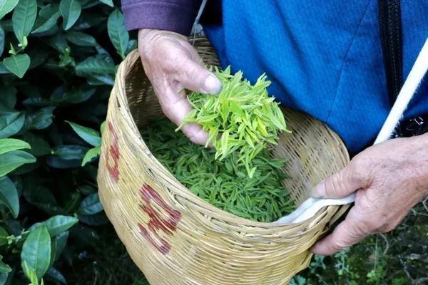 有关于独山县:万亩春茶开采一周,市场交易行情火爆的相关信息(4)
