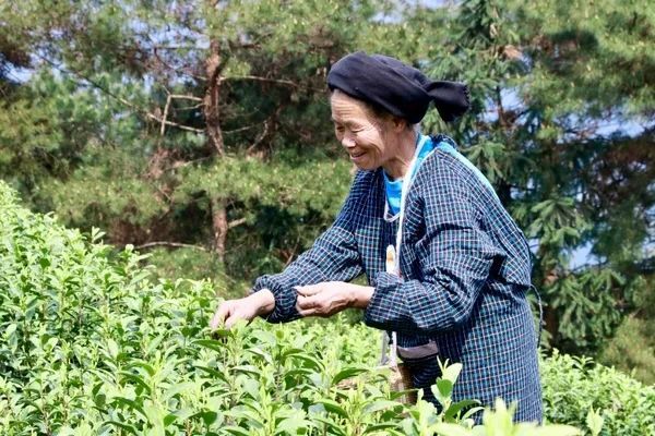有关于独山县:万亩春茶开采一周,市场交易行情火爆的相关信息(2)