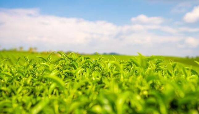 关于春来茶香撷绿芽(下)的新闻