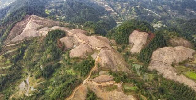 有关于剑河县：白茶产业成为各乡镇产业振兴的“新宠儿”的相关信息