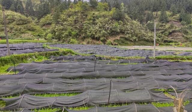 有关于剑河县：白茶产业成为各乡镇产业振兴的“新宠儿”的相关信息(1)