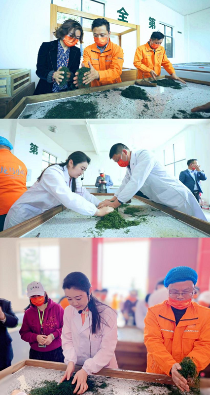 关于邀您喝茶了!2022龙马小叶茶叶正式开采!的资讯(8)